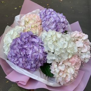 Гортензія мікс