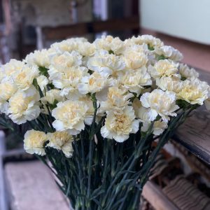Гвоздика кремова