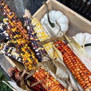 Кукурудза різнокольорова