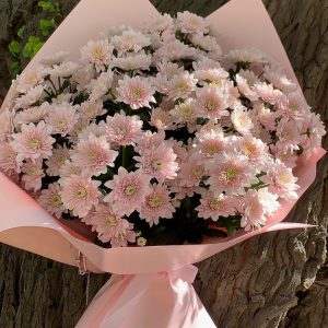 Хризантема Pastela Pink